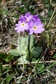 Fjellnøkleblom (Primula scandinavica)