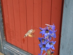Hummingbird Hawk-moth (Macroglossum stellatarum)