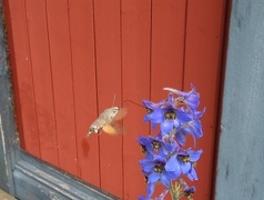 Dagsvermer (Macroglossum stellatarum)