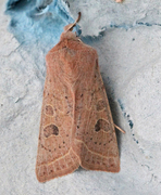 Punktseljefly (Orthosia gracilis)