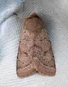 Tverrlinjet seljefly (Orthosia cerasi)