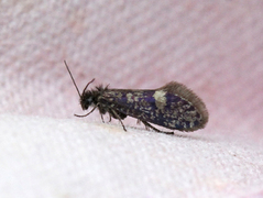 Purpurmøll (Eriocraniidae)