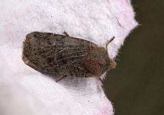 The Chestnut (Conistra vaccinii)