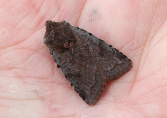 Red Chestnut (Cerastis rubricosa)