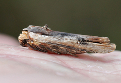 Red Sword-grass (Xylena vetusta)