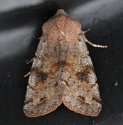 Clouded Drab (Orthosia incerta)