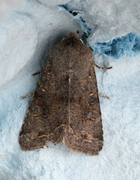 Clouded Drab (Orthosia incerta)