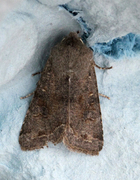 Variabelt seljefly (Orthosia incerta)