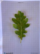 Eik (Quercus)