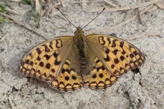 High Brown Fritillary (Argynnis adippe)