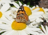 Tistelsommerfugl (Vanessa cardui)