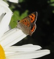 Ildgullvinge (Lycaena phlaeas)