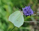 Sitronsommerfugl (Gonepteryx rhamni)