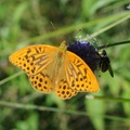 Keiserkåpe (Argynnis paphia)