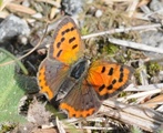 Ildgullvinge (Lycaena phlaeas)