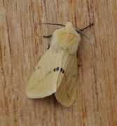 Gul tigerspinner (Spilarctia lutea)