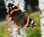 Admiral (Vanessa atalanta)