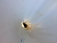 Dafnier (Daphnia)