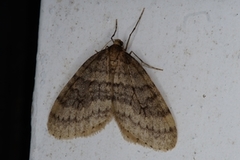Winter Moth (Operophtera brumata)