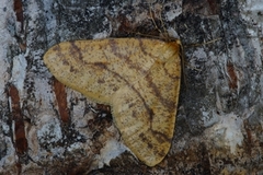 Scarce Umber (Agriopis aurantiaria)