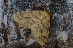 Gul frostmåler (Agriopis aurantiaria)