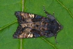 Small Angle Shades (Euplexia lucipara)