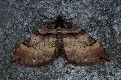 Shoulder-stripe (Anticlea badiata)