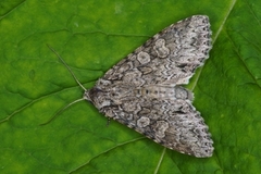 Grått hakefly (Polia nebulosa)