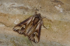 Purple Cloud (Actinotia polyodon)