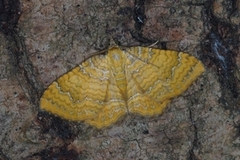 Yellow Shell (Camptogramma bilineata)