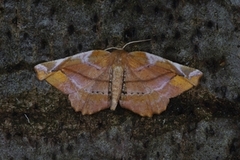 Lilac Beauty (Apeira syringaria)