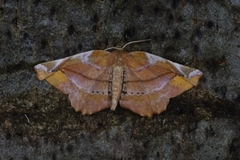 Fagermåler (Apeira syringaria)