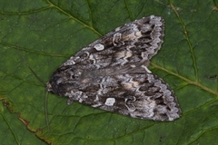 Great Brocade (Eurois occulta)