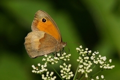 Meadow Brown (Maniola jurtina)