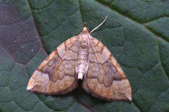 Blåbærmåler (Eulithis populata)