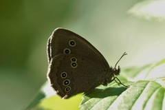 Ringlet (Aphantopus hyperantus)