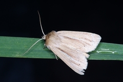 Halmgult gressfly (Mythimna pallens)