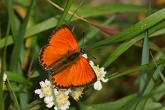 Scarce Copper (Lycaena virgaureae)