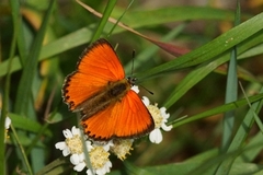 Oransjegullvinge (Lycaena virgaureae)