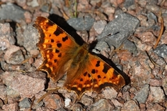 Hvit c (Polygonia c-album)