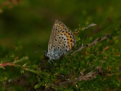 Argusblåvinge (Plebejus argus)