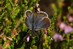 Idasblåvinge (Plebejus idas)