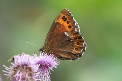 Arran Brown (Erebia ligea)