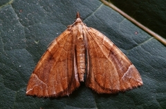 The Chevron (Eulithis testata)