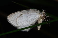 Juniper Carpet (Thera juniperata)