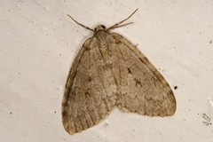 Autumnal Moth (Epirrita autumnata)