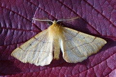 Feathered Thorn (Colotois pennaria)