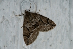 Juniper Carpet (Thera juniperata)