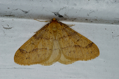 Gul frostmåler (Agriopis aurantiaria)