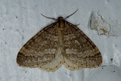 Winter Moth (Operophtera brumata)